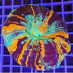 Rainbow Acanthophyllia XL WYSIWYG