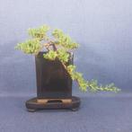 Bonsaï Genévrier (Juniperus) - Hauteur (arbre) : 10 cm -, Antiquités & Art
