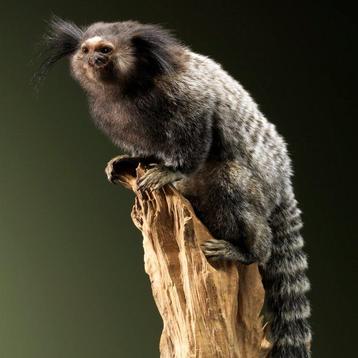 Aap Taxidermie volledige montage - Callithrix penicillata - beschikbaar voor biedingen