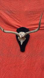 Cerf sambar Taxidermie wandmontage - Cervus unicolor -, Nieuw