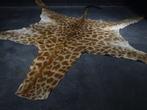 Northern Giraffe Skin - Taxidermie volledige montage -, Nieuw