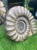 Prachtige ammoniet - reus - museumstuk - Gefossiliseerd dier, Verzamelen