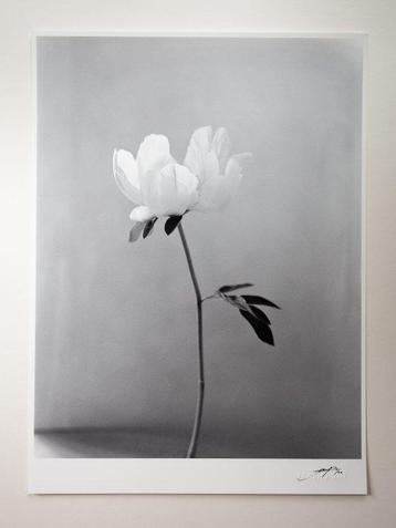 Ugne Pouwell - Peony