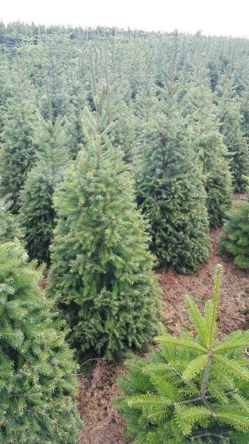 Coniferen , Taxus- Thuya en Prunussen (Riemst, Maastricht) beschikbaar voor biedingen