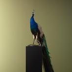 Pauw Taxidermie volledige montage - Pavo cristatus - 170 cm, Nieuw