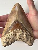 Enorme Megalodon tand 14,3 cm - Fossiele tand - Carcharocles