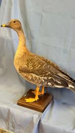 Oca Granaiola della tundra Support de corps entier pour