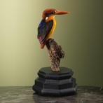 IJsvogel Taxidermie volledige montage - Ceyx erithaca - 17, Verzamelen, Nieuw