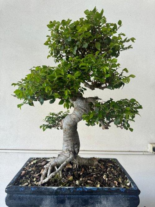 Chinese iep bonsai (Ulmus parviflora) - Hoogte (boom): 55 cm, Antiek en Kunst, Curiosa en Brocante