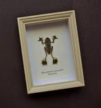 Kikker Taxidermie volledige montage - Rhacophorus, Antiek en Kunst