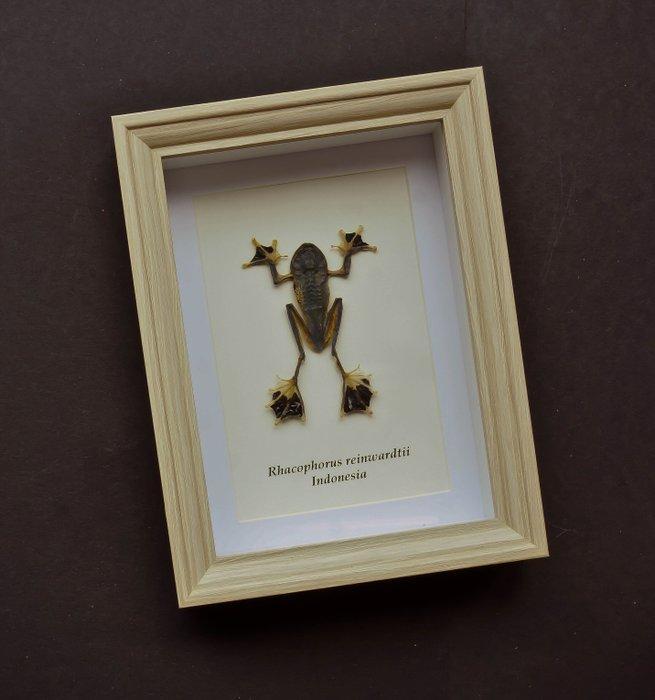 Kikker Taxidermie volledige montage - Rhacophorus, Antiek en Kunst, Curiosa en Brocante