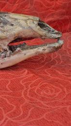 Siberisch hert Schedel - Capreolus pygargus - très rare, Antiek en Kunst, Curiosa en Brocante