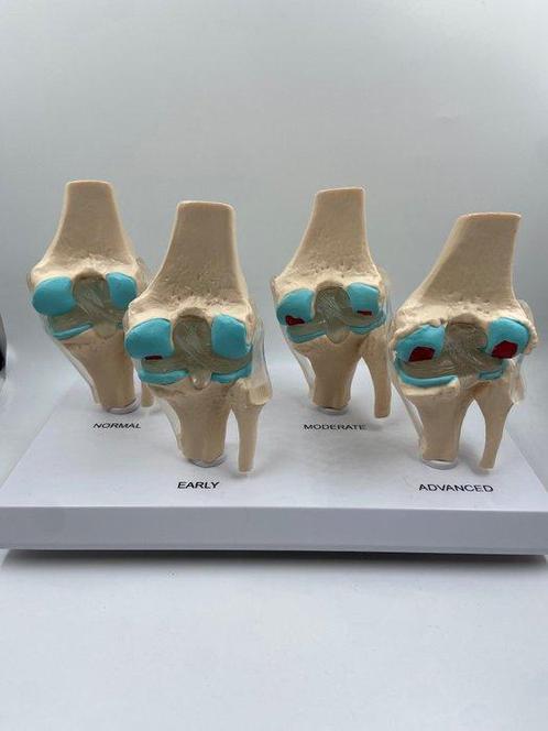 Onderwijs/demonstratiemodel - anatomisch model van, Antiquités & Art, Antiquités | Assiettes décoratives & Carrelages