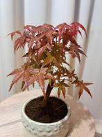 Japanese maple bonsai (Acer palmatum) - Hauteur (arbre) : 19