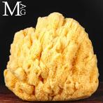 Natuurlijke sponzen uit de Middellandse Zee Taxidermie