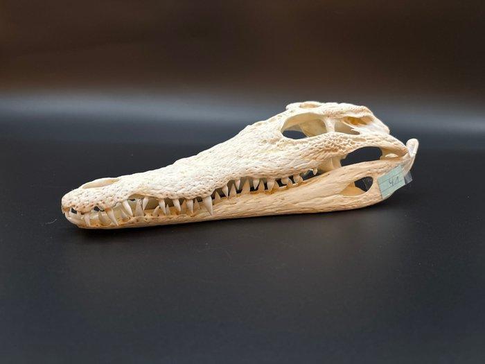Nijlkrokodil Schedel van een reptiel - Crocodylus niloticus, Antiek en Kunst, Curiosa en Brocante