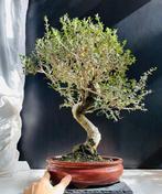 Olijf bonsai (Olea europaea) - Hoogte (boom): 60 cm - Diepte, Antiquités & Art, Art | Peinture | Classique