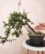 Olijf bonsai (Olea europaea) - Hoogte (boom): 56 cm - Diepte