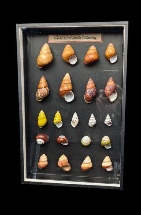 Extraordinary collection of land snails shell of the world -, Antiek en Kunst, Curiosa en Brocante
