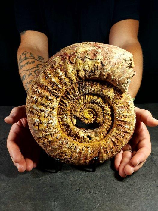 grote natuurlijke ammoniet - Gefossiliseerd dier -, Verzamelen, Mineralen en Fossielen