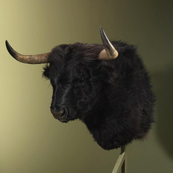 Schotse Hooglander Zwart Taxidermie Opgezette Dieren By Max, Verzamelen, Dierenverzamelingen, Opgezet dier, Nieuw, Wild dier, Ophalen of Verzenden