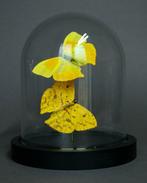 Papillon Support de corps entier pour taxidermie - Phoebis, Nieuw