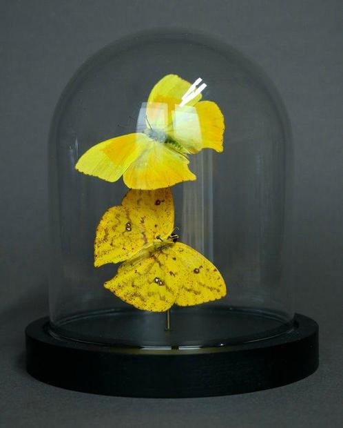 Papillon Support de corps entier pour taxidermie - Phoebis, Verzamelen, Dierenverzamelingen