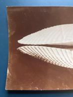 Harold Bastin - Een grote Pholas-schelp, Antiek en Kunst