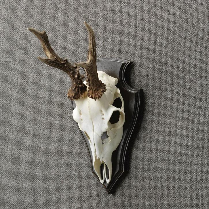 Reebok Schedel Taxidermie Opgezette Dieren By Max, Verzamelen, Dierenverzamelingen, Opgezet dier, Nieuw, Wild dier, Ophalen of Verzenden