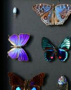 Vlinder Taxidermie volledige montage - Arhopala araxes x