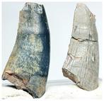 Verzameling van 2 zeldzame Afrovenator abakensis, Verzamelen, Mineralen en Fossielen