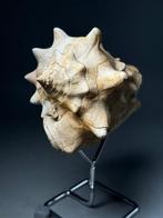 Grote stekelige gastropode - Gefossiliseerde schelp -, Verzamelen