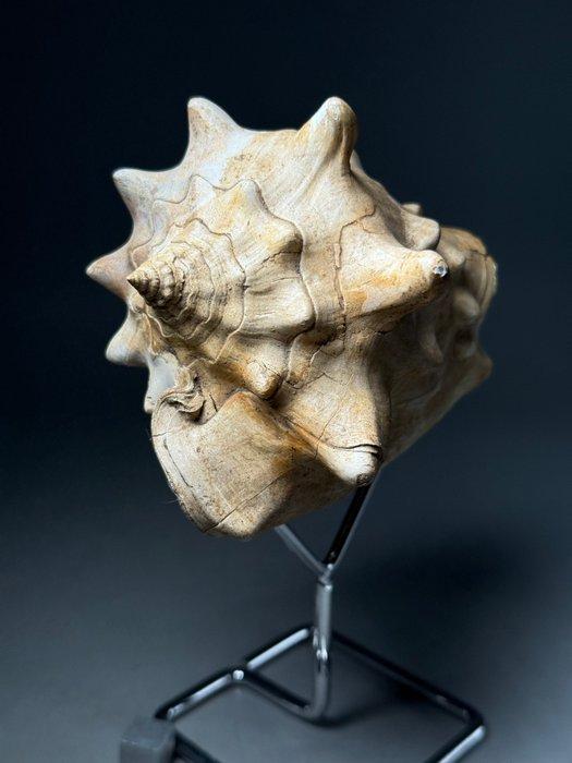 Grote stekelige gastropode - Gefossiliseerde schelp -, Verzamelen, Mineralen en Fossielen