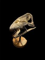 Plésiosaure - Crâne fossile - Zarafasaura Oceanis - 40 cm -