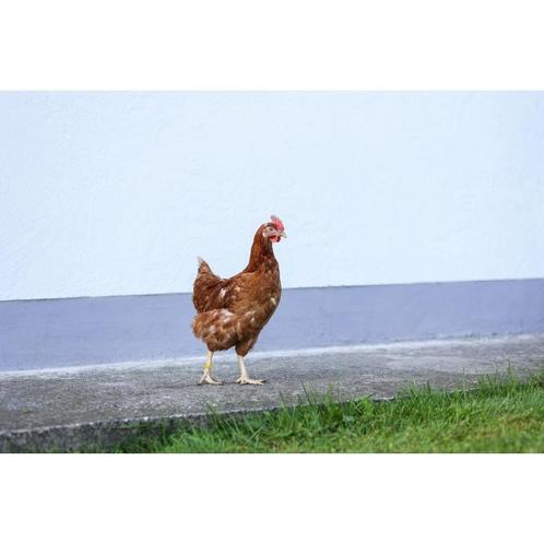 Bagues à poule 16mm jaune 20 pcs. - kerbl, Dieren en Toebehoren, Pluimvee | Toebehoren