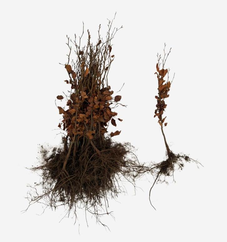 Beukenhaag - Rode beuk - Fagus Atropunicea 60 t/m 200cm, Tuin en Terras, Planten | Struiken en Hagen, Ophalen of Verzenden