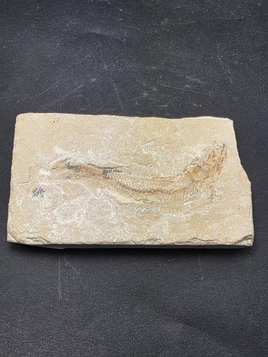 Gefossiliseerd dier - fish - 8 cm (Zonder minimumprijs), Collections, Minéraux & Fossiles