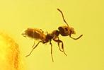 Amber - Barnsteen - Ant - Sice 4mm - 29 mm - 27 mm (Zonder