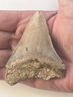 Megalodon tand 8,2 cm - Fossiele tand - Carcharocles, Verzamelen, Mineralen en Fossielen