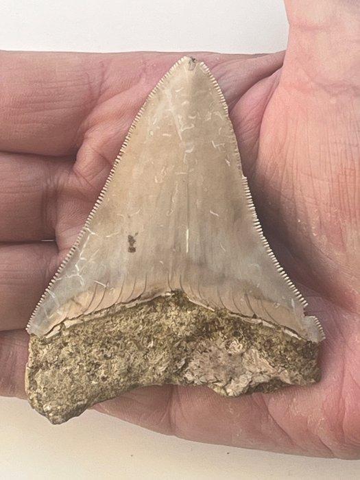 Megalodon tand 8,2 cm - Fossiele tand - Carcharocles, Verzamelen, Mineralen en Fossielen