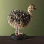 Struisvogel Jong Taxidermie Opgezette Dieren By Max, Ophalen of Verzenden, Nieuw, Vogel, Opgezet dier