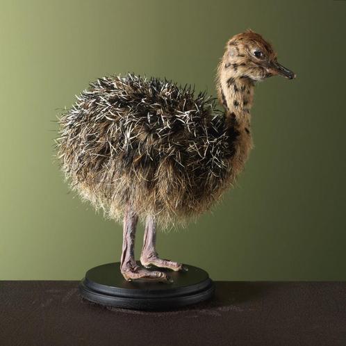 Struisvogel Jong Taxidermie Opgezette Dieren By Max, Verzamelen, Dierenverzamelingen, Opgezet dier, Nieuw, Vogel, Ophalen of Verzenden