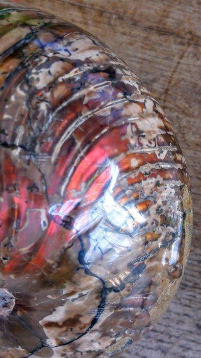 Nautilus - Gefossiliseerd dier - Cenoceras sp. - 15 cm - 10, Collections, Minéraux & Fossiles