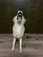 Coyote Support de corps entier pour taxidermie - Canis, Nieuw