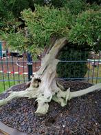 Jeneverbes bonsai (Juniperus) - Hoogte (boom): 85 cm -