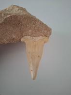 Grande dent de requin Otodus - Dents fossiles - Tiburón