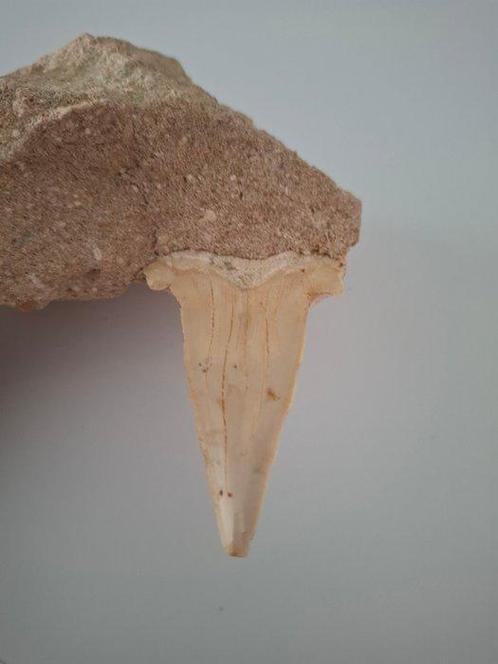 Grande dent de requin Otodus - Dents fossiles - Tiburón, Verzamelen, Mineralen en Fossielen