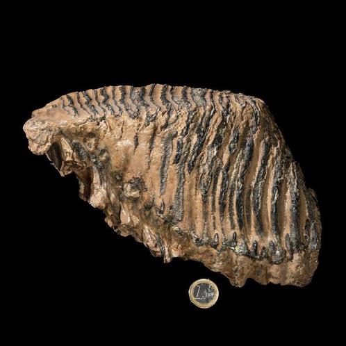 Pièce de rêve - mammouth laineux - molaire / molaire, Collections, Minéraux & Fossiles