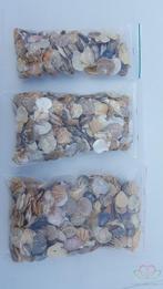 Mantelschelp stuks. Jacobsschelp 600 gr 600 gram, Nieuw