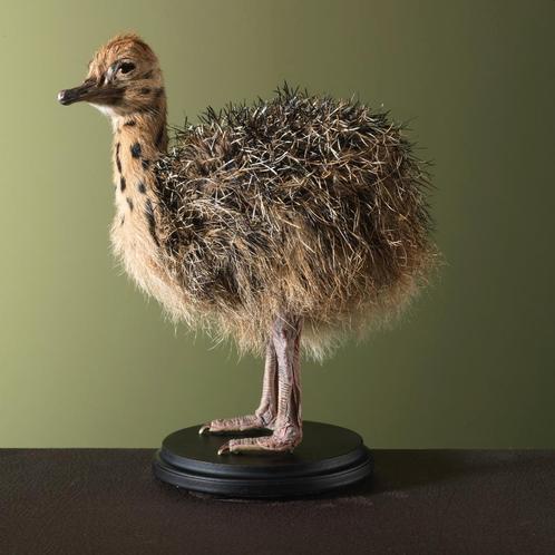 Struisvogel Jong Taxidermie Opgezette Dieren By Max, Verzamelen, Dierenverzamelingen, Opgezet dier, Nieuw, Vogel, Ophalen of Verzenden